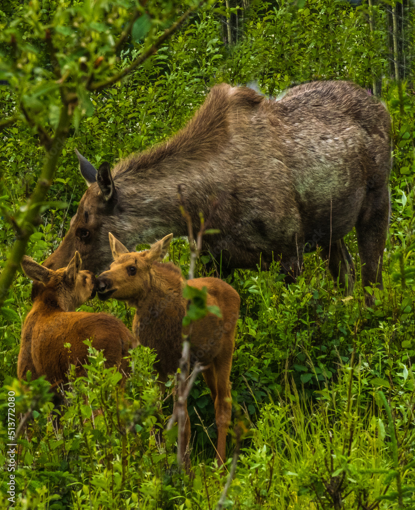 Caribou mother and calves at Welcome Center, Denali NP, Denali AK
Caribou mother and calves at Welcome Center, Denali NP, Denali AK