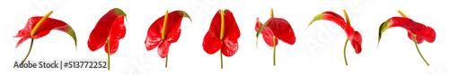 Fotografía two colors anthurium flowers, also known as tailflower, flamingo and laceleaf, r