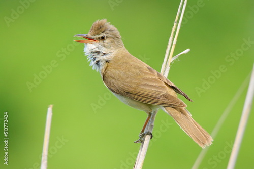 Reed warbler singing