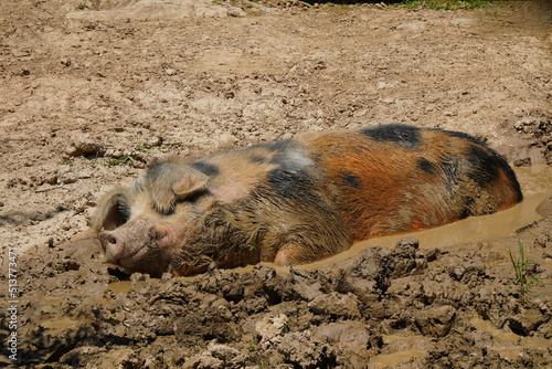 Domestic pig wallowing in the mud