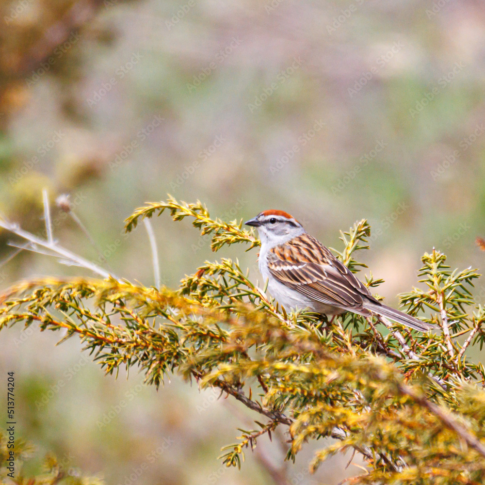 Sparrow Sparrow