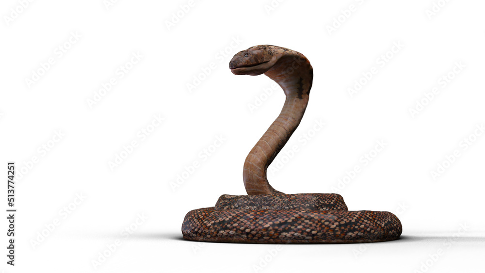 Fototapeta premium Cobra snake smart pose on the white floor with 3d rendering realistic animal conceptual.