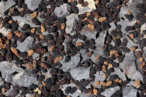 Wallpaper Mural dried berries on rocks Torontodigital.ca