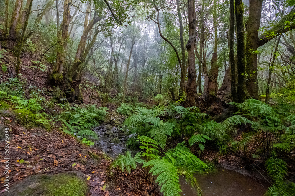 La Gomera, island of lush forests, incredible greens, water, rivers, sun and beach.

