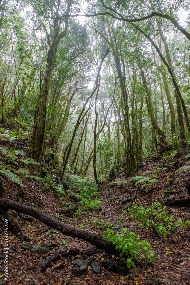 La Gomera, island of lush forests, incredible greens, water, rivers, sun and beach.
La Gomera, island of lush forests, incredible greens, water, rivers, sun and beach.