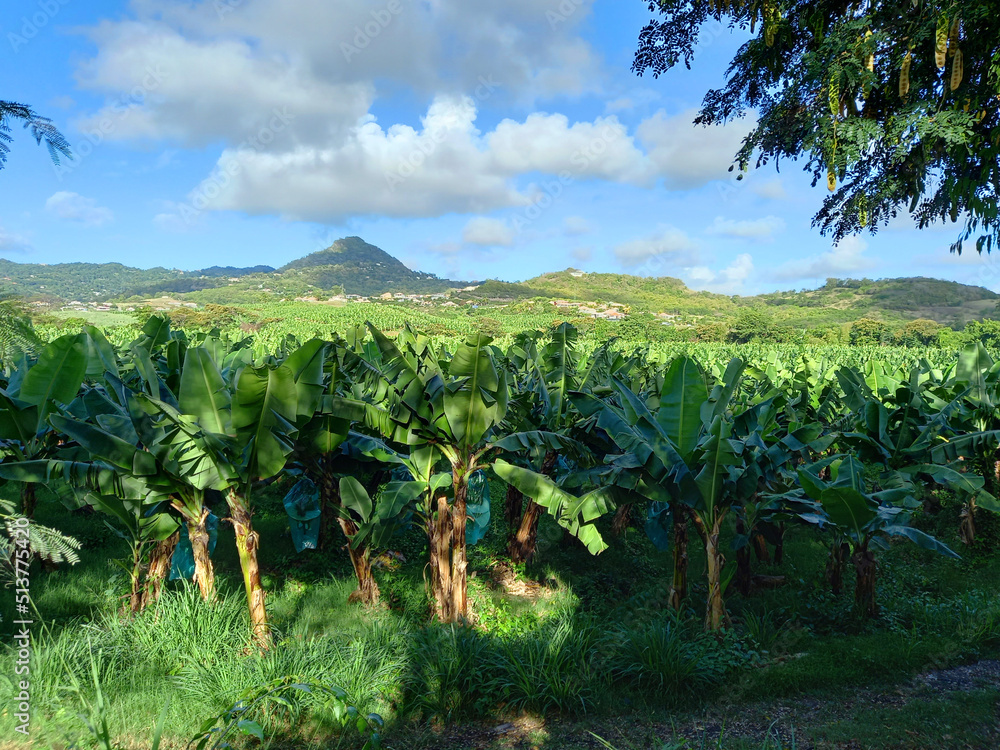 Panoramic view of banana plantation in the French West Indies under tropical blue sky. Nature and tropical agriculture.