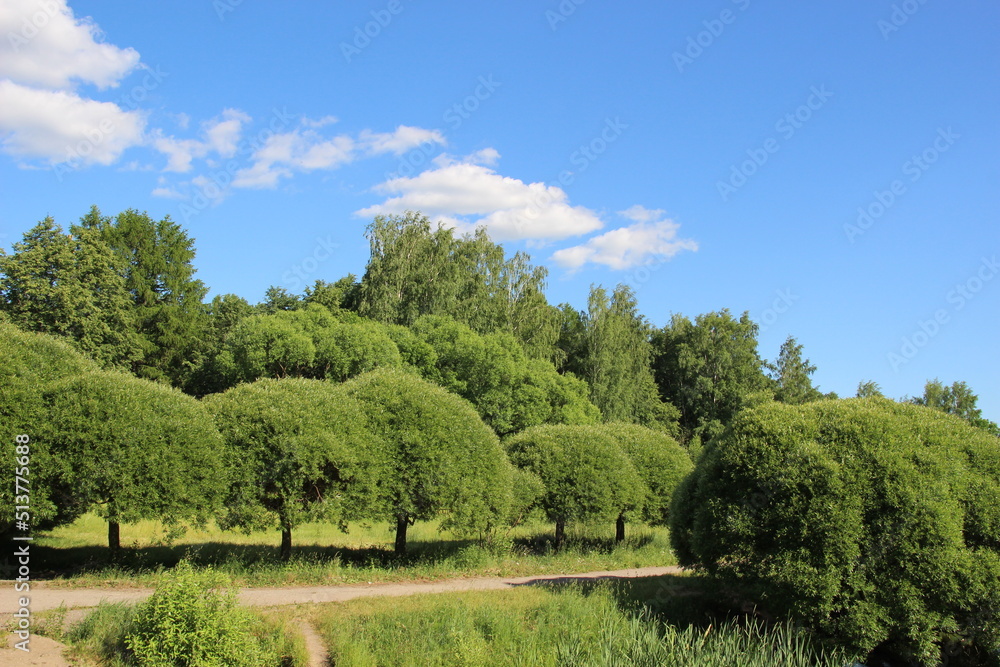cut foliage trees on a hill in summer with blue sky cut foliage trees on a hill in summer with blue sky
