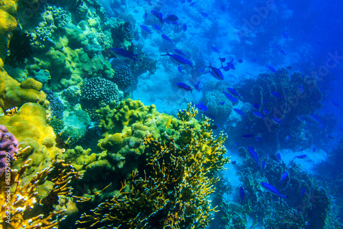 Fototapeta Naklejka Na Ścianę i Meble -  Coral reef in the Red sea in Ras Mohammed national park. Sinai peninsula in Egypt
