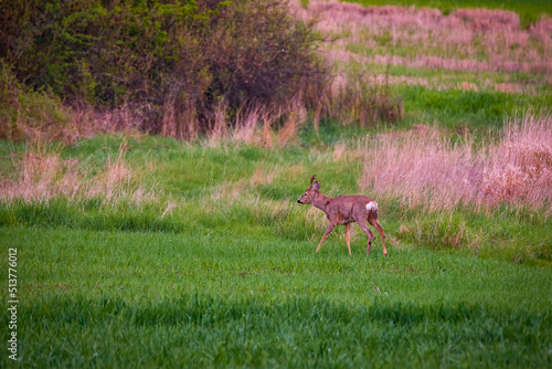 Roebuck and deer family on a wheat field © czamfir