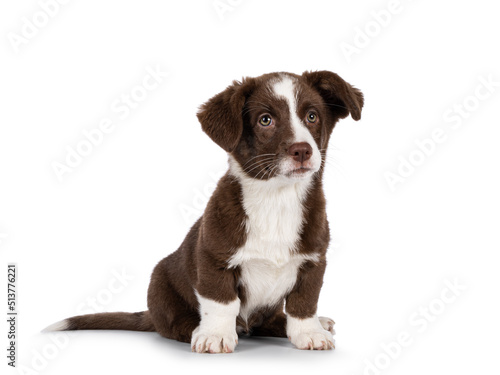 Cute brown with white Welsh Corgi Cardigan dog pup, sitting up facing front. Looking beside camera. Isolated on a white background. photo