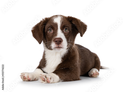 Cute brown with white Welsh Corgi Cardigan dog pup, laying down facing front. Looking towards camera. Isolated on a white background.