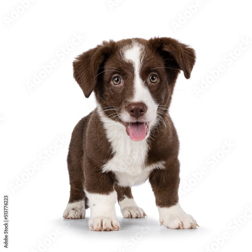Fototapeta Naklejka Na Ścianę i Meble -  Cute brown with white Welsh Corgi Cardigan dog pup, standing facing front.  Looking towards camera. Isolated on a white background.  Mouth open, tongue out.