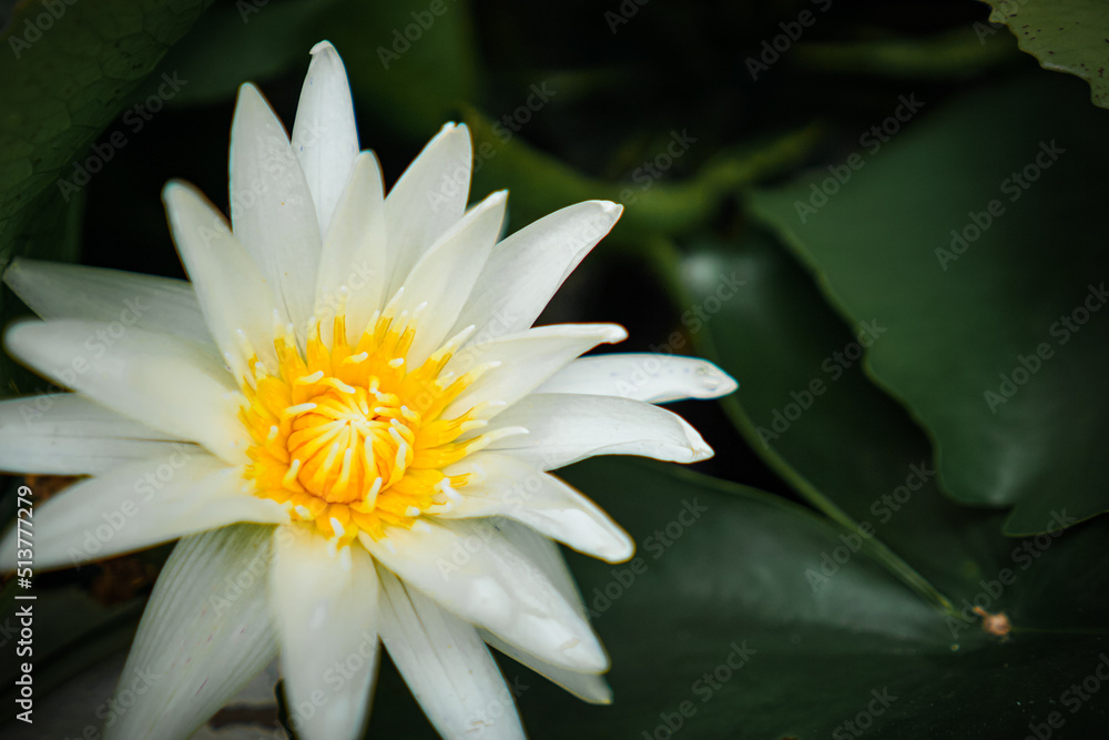 White lotus with yellow pollen and green leaf in the pond. White flower background . Buddhism symbol flower White lotus with yellow pollen and green leaf in the pond. White flower background . Buddhism symbol flower
