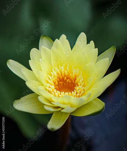Yellow lotus with yellow pollen and green leaf in the pond. Yellow flower background . Buddhism symbol flower