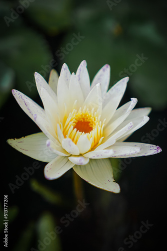 White lotus with yellow pollen and green leaf in the pond. White flower background . Buddhism symbol flower © Kridsada