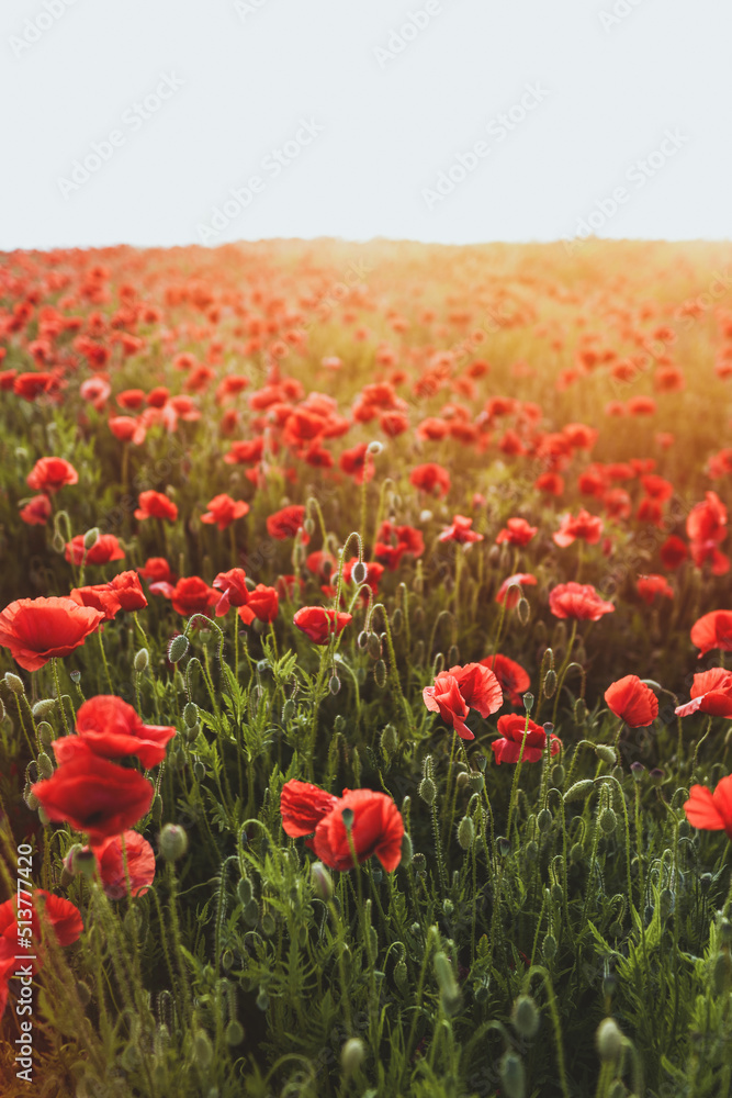Obraz premium landscape with lovely sunset over the poppy field with trees and houses in the background