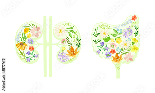 Kidneys and colon, large intestine made of beautiful blooming flowers. Healthy human internal organs vector illustration