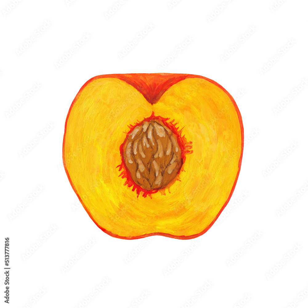 half peach cut with seed hand drawn isolated on white. realistic