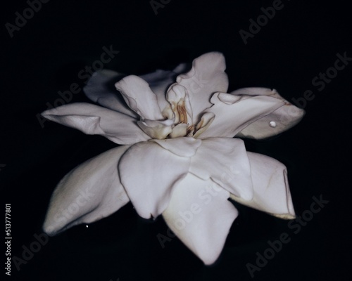 white magnolia flower at night