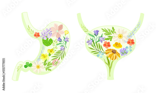 Stomach and bladder made of beautiful blooming flowers. Healthy human internal organs vector illustration