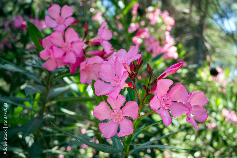 Naklejka premium Pink nerium oleander in the forest