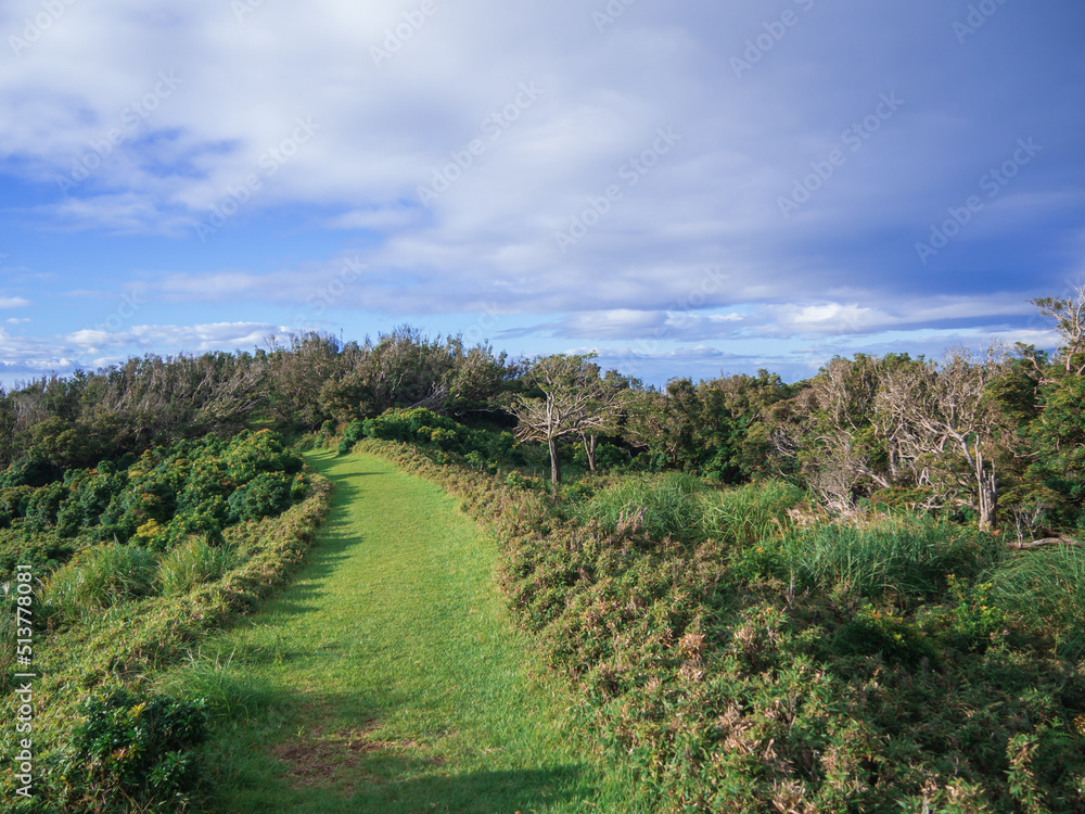 夏の伊豆山稜線歩道の風景 夏の伊豆山稜線歩道の風景