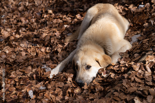 Perro tumbado sobre las hojas de otoño photo