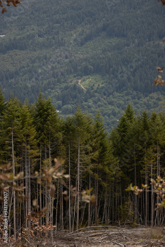 pine tree forest
