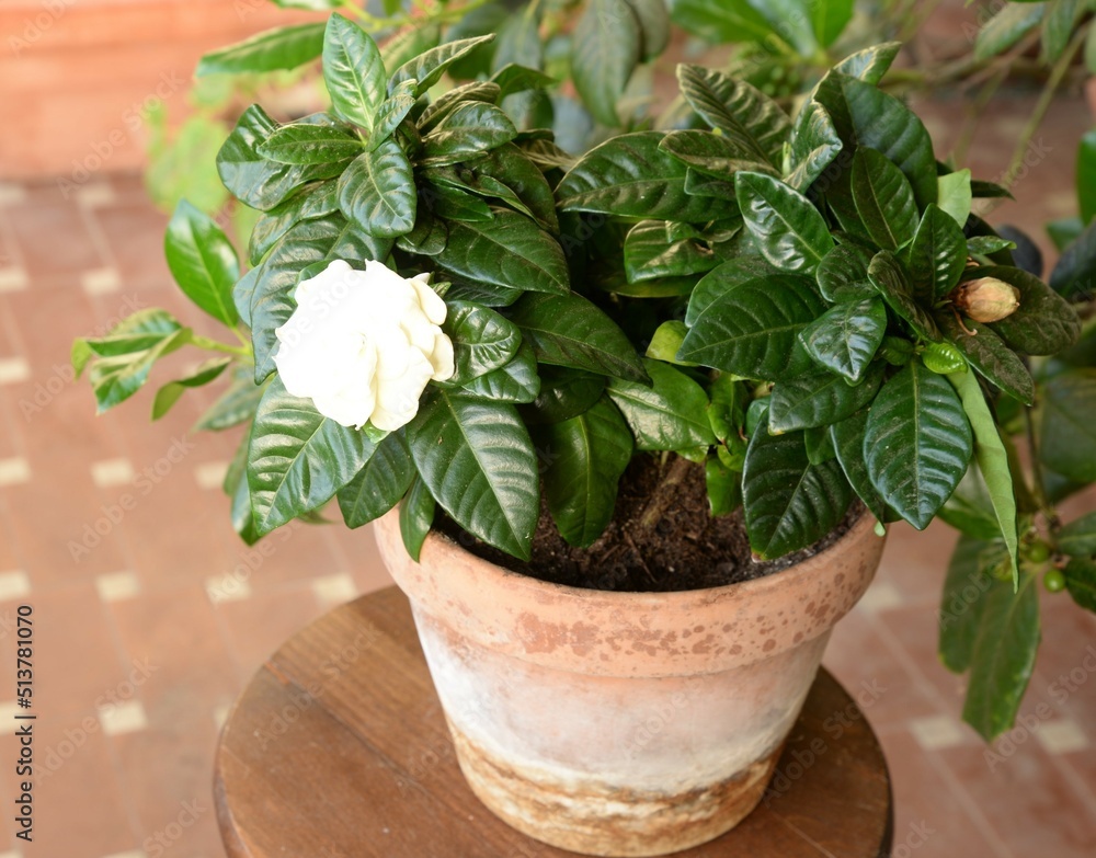 Fototapeta premium Pianta di gardenia fiorita