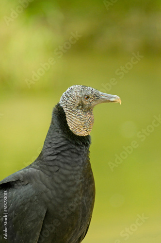 Black vulture right profile close up  over green vegetation background. Pauba beach  Brazil