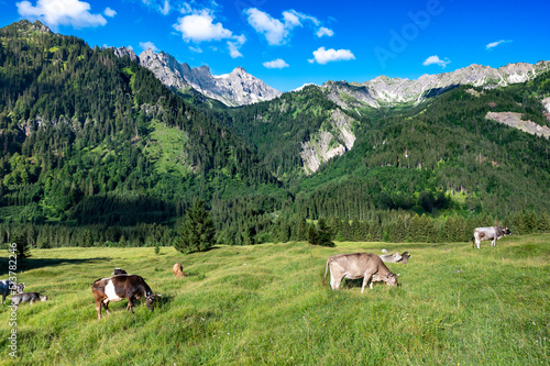 cows grazing in the mountains - alps, bavaria, hinterstein, germany