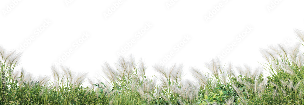 Fototapeta premium 3d render forest with white background