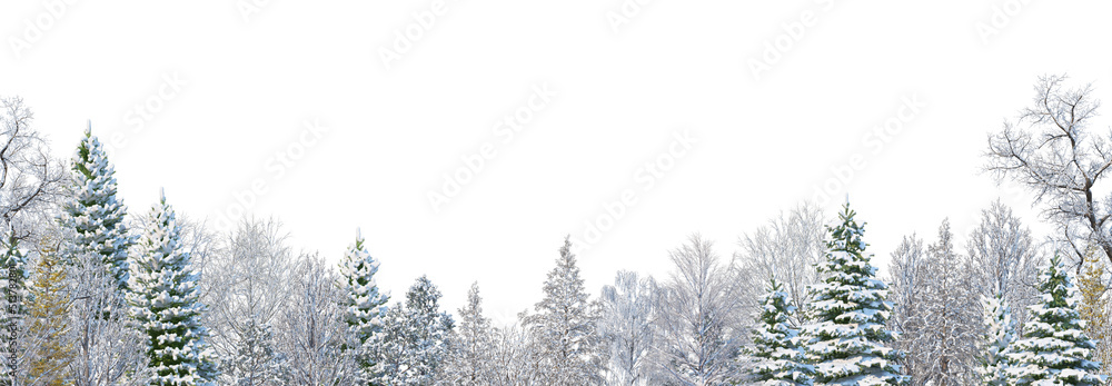3d render forest with white background