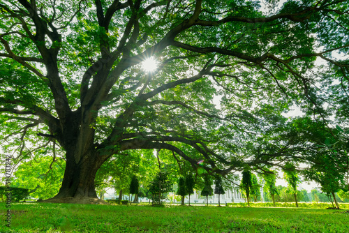 Sunrays passing through tree leaves and falling on green grass in the foreground, morning at Kolkata, west bengal, India. Natural view from close to the ground.