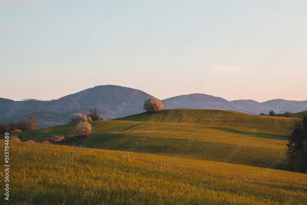 Sunset on a green field of hills finished with a flowering fruit tree in the village of Kozlovice, Moravian-Silesian region, Czech republic