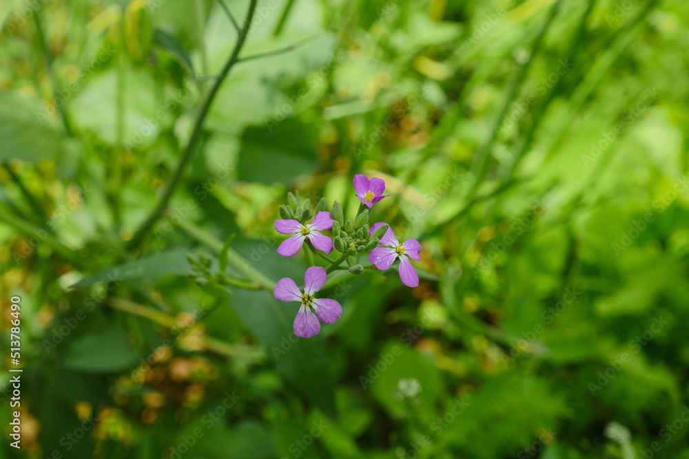 blooming radish plant,radish flower,vegetable flowers, blooming radish plant,radish flower,vegetable flowers,