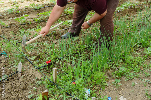 Photography a gardener hoeing a garden, hoeing plants in the garden, making a manual hoe