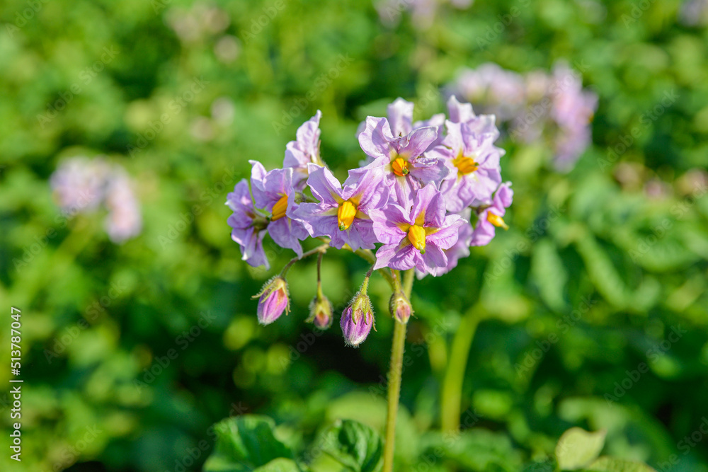 Organic potato fields, blooming potato flower.