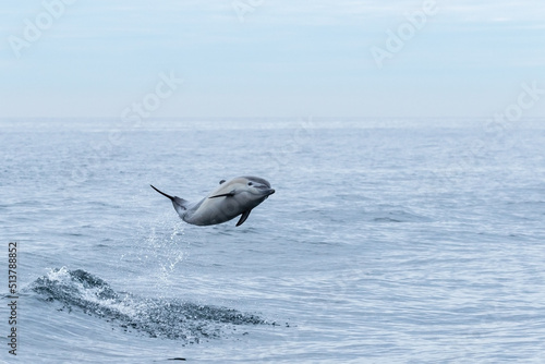 Jumping Common Dolphin