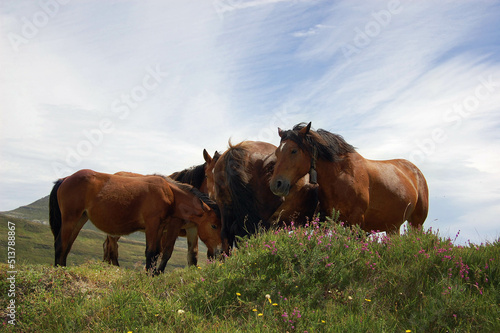 Group of horses in the mountains