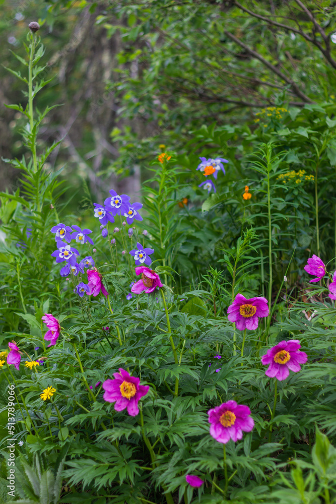 flowers in the forest flowers in the forest