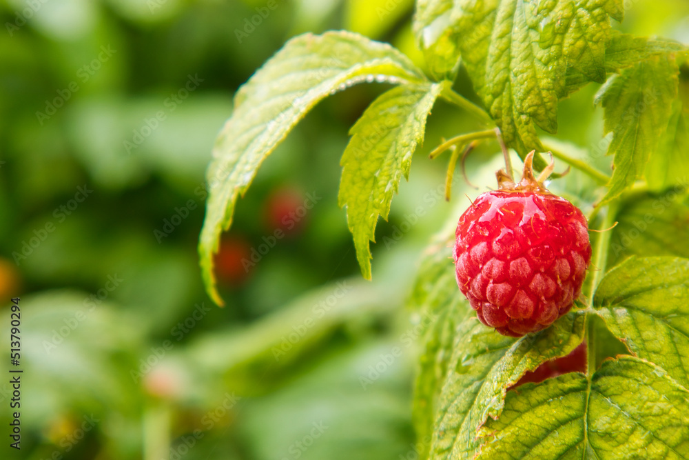 Himbeere - Obst - Reif - Nature - Green - Frucht - Gesund - Background Himbeere - Obst - Reif - Nature - Green - Frucht - Gesund - Background