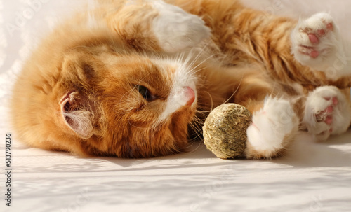 Ginger cat playing catnip, favorite treat of felines, close-up and sunlight
