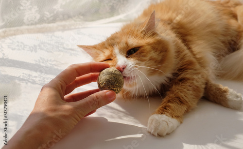 Catnip herbal ball for cats in a human hand and ginger cat close-up, with sunlight