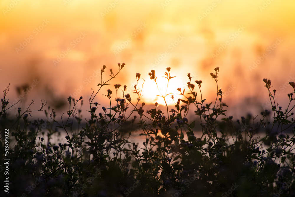 Fototapeta premium Nice sunset with silhouette of grass flowers 