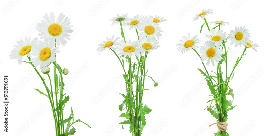 chamomile or daisies with leaves isolated on white background. Set or coollection - obrazy, fototapety, plakaty 