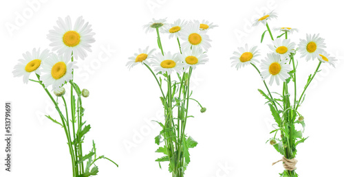 chamomile or daisies with leaves isolated on white background. Set or coollection photo