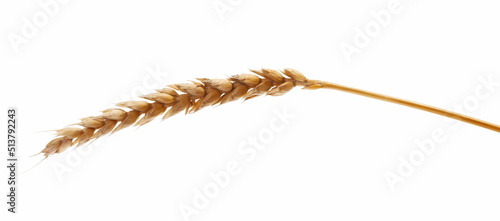 Ripe, dry wheat ear, grain isolated on white, clipping path