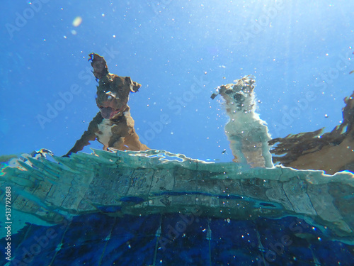 Photography A underwater vie of two dogs looking down into a pool.