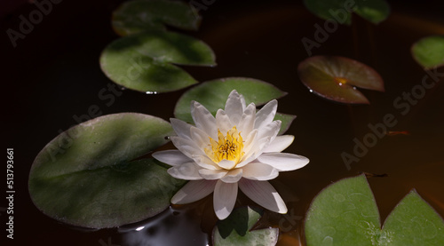 A white Water lily  Nymphaea  in a garden pond